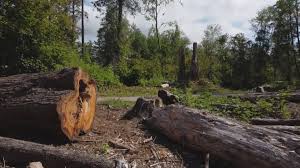 Best Tree Risk Assessment  in Plattsburgh, NY