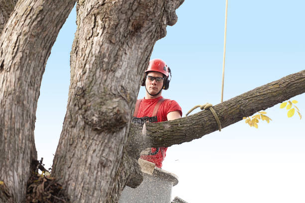 How Our Tree Care Process Works  in  Plattsburgh, NY